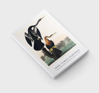 John James Audubon - Black-bellied Darter from Birds of America (1827)