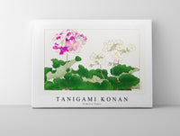 Tanigami Konan - Primrose flower