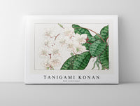 Tanigami Konan - Moth orchid flower