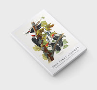 John James Audubon - Pileated Woodpecker from Birds of America (1827)