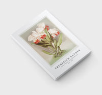 Frederick Sander - Cattleya Mendelli, Duke of Marlborough from Reichenbachia Orchids-1847-1920