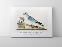 Robert Jacob Gordon - Coracius garrulus European roller (1777–1786)