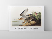 John James Audubon - Bartram Sandpiper from Birds of America (1827)