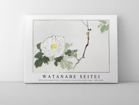 Watanabe Seitei - White blossomed flower. Illustration from Seitei Kacho Gafu 1890-1891