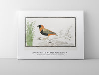 Robert Jacob Gordon - Euplectes orix southern red bishop (1777–1786)