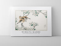 Numata Kashu - Japanese Meadow Bunting and Pear Flower illustration from Pictorial Monograph of Birds (1885)