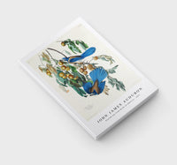 John James Audubon - Florida Jay from Birds of America (1827)