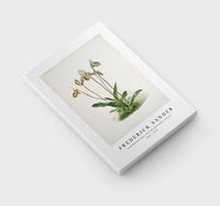 Frederick Sander - Cypripedium argus from Reichenbachia Orchids-1847-1920