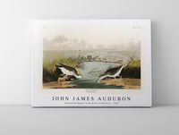 John James Audubon - Spotted Sandpiper from Birds of America (1827)