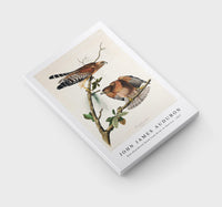 John James Audubon - Red-shouldered Hawk from Birds of America (1827)