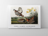 John James Audubon - Pinnated Grouse from Birds of America (1827)