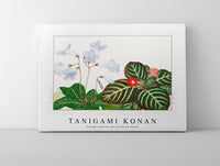 Tanigami Konan - Vintage tydea & cape primrose flower