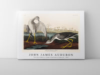 John James Audubon - Tell-tale Godwit or Snipe from Birds of America (1827)