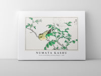 Numata Kashu - Brown-eared Bulbul and Rosa Rugosa illustration from Pictorial Monograph of Birds (1885)