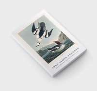 John James Audubon - Smew or White Nun from Birds of America (1827)