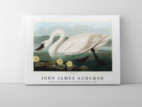 John James Audubon-Common American Swan from Birds of America (1827)