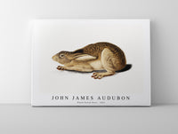 John James Audubon - Black-Tailed Hare (1841)