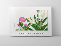 Tanigami Konan - Cambpetum Ghandiflorum flower