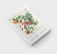 John James Audubon - Ruby-throated Humming Bird from Birds of America (1827)