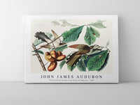 John James Audubon - Yellow-billed Cuckoo from Birds of America (1827)