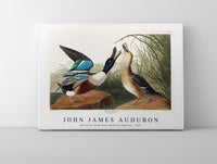 John James Audubon - Shoveller Duck from Birds of America (1827)