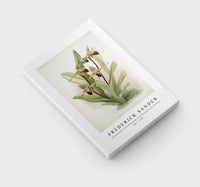 Frederick Sander - Cypripedium rothschildianum from Reichenbachia Orchids-1847-1920