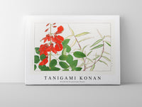 Tanigami Konan - Erythrina & panicum flower