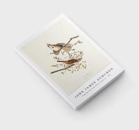 John James Audubon - Song Sparrow from Birds of America (1827)