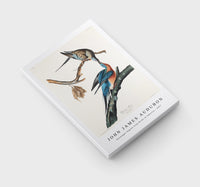 John James Audubon - Passenger Pigeon from Birds of America (1827)
