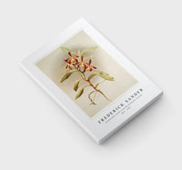 Frederick Sander - Arachnanthe clarkei from Reichenbachia Orchids-1847-1920