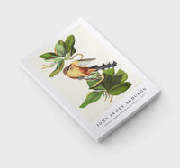 John James Audubon - Mangrove Cuckoo from Birds of America (1827)