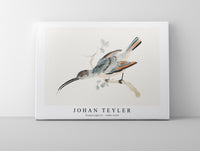 Johan Teyler - Hummingbird (1688-1698)