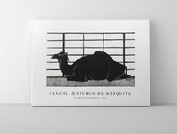 Samuel Jessurun De Mesquita - Dromedary (Dromedaris) (1912)