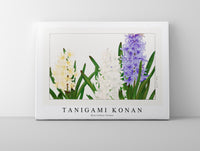 Tanigami Konan - Hyacinthus flower