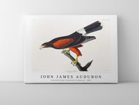 John James Audubon - Louisiana Hawk from Birds of America (1827)