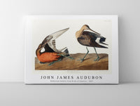 John James Audubon - Hudsonian Godwit from Birds of America (1827)