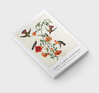 John James Audubon - Mango Hummingbird from Birds of America (1827)