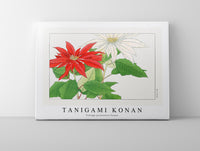 Tanigami Konan - Vintage poinsettia flower