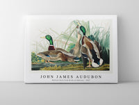 John James Audubon - Mallard Duck from Birds of America (1827)