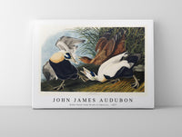 John James Audubon - Eider Duck from Birds of America (1827)