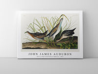 John James Audubon - Sora; or Rail from Birds of America (1827)