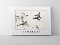 Numata Kashu - Dosky Thrush and Japanese Grey Thrush illustration from Pictorial Monograph of Birds (1885)