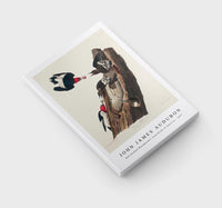 John James Audubon - Red-headed Woodpecker from Birds of America (1827)