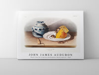 John James Audubon - Mouse (Mus-musculus) from the viviparous quadrupeds of North America (1845)