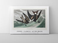 John James Audubon - Fork-tailed Petrel from Birds of America (1827)