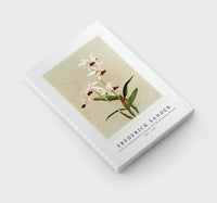 Frederick Sander - Cattleya intermedia punctatissima from Reichenbachia Orchids-1847-1920