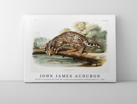 John James Audubon - Ocelot or Leopard-Cat (Felis pardalis) from the viviparous quadrupeds of North America (1845)