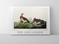 John James Audubon - Wild Turkey or Great American Cock from Birds of America (1827)