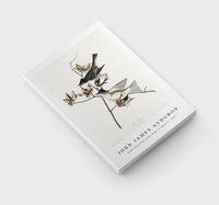 John James Audubon - Pewit Flycatcher from Birds of America (1827)