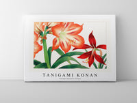 Tanigami Konan - Vintage amaryllis flower